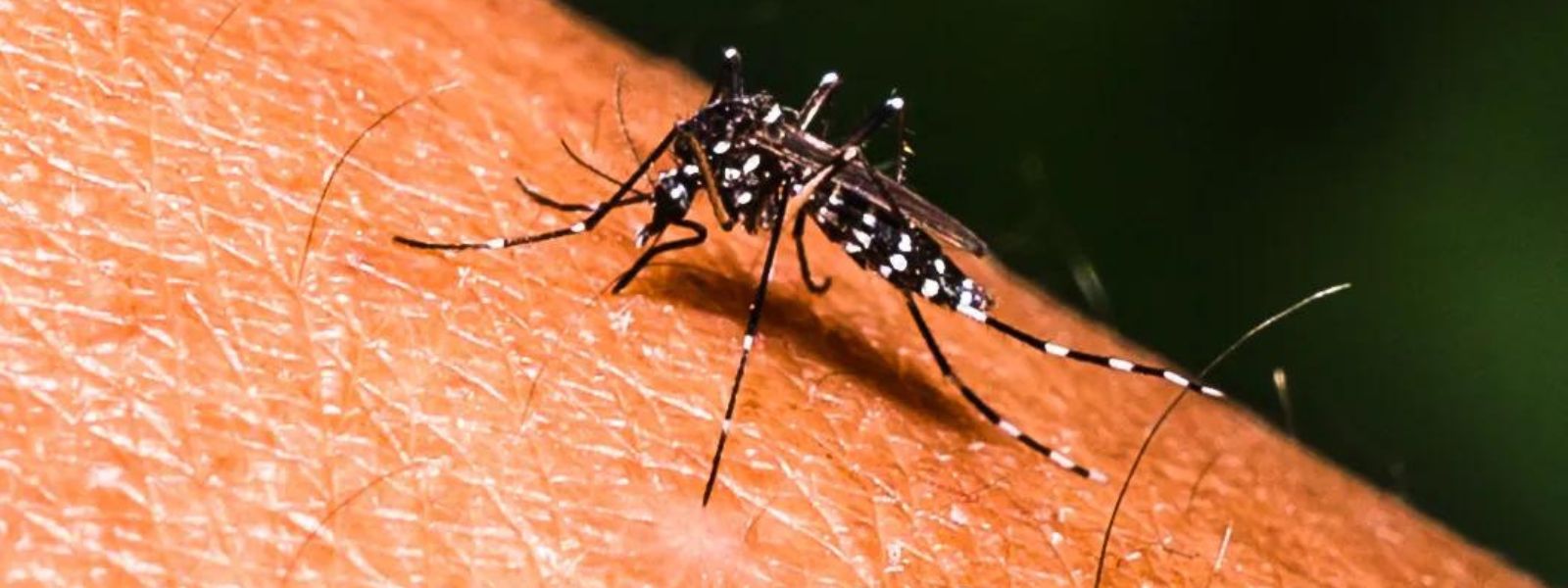 Dengue Cases Rise in Sri Lanka as Rains Continue